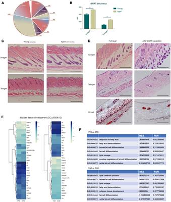 Emerging Role of Dermal White Adipose Tissue in Modulating Hair Follicle Development During Aging